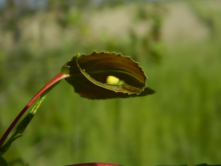Ebrechtella tricuspidata - Viadana (MN)